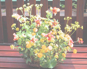 �t�F�Q�^�e�B�t